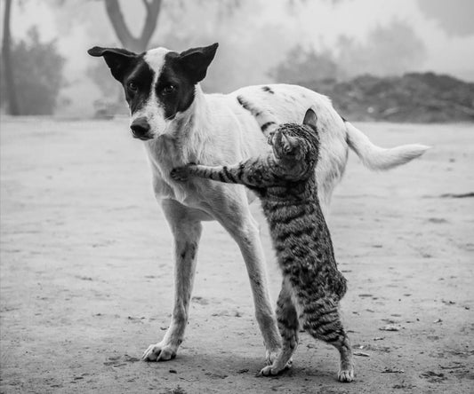 An Extra Meal for a Dog or a Cat.